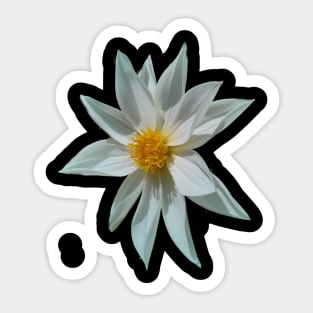 White Dahlia Sticker